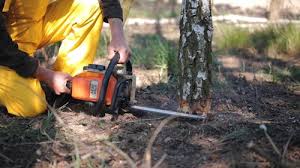 Best Tree Preservation Services  in Neillsville, WI