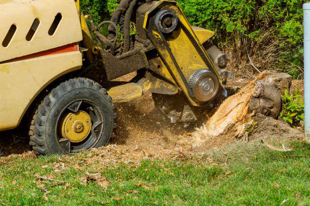 Best Tree Mulching  in Neillsville, WI