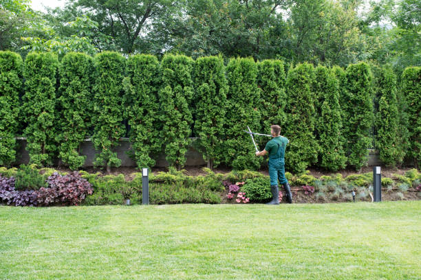 Best Storm Damage Tree Cleanup  in Neillsville, WI