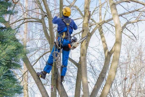Best Leaf Removal  in Neillsville, WI