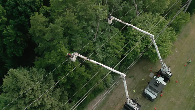 Neillsville, WI Tree Services Company