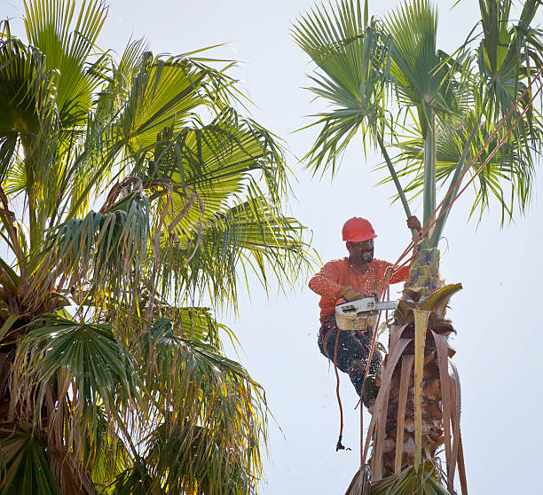 Best Arborist Consultation Services  in Neillsville, WI