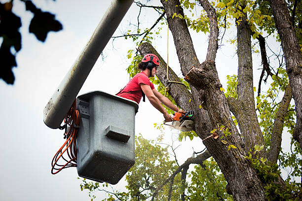 How Our Tree Care Process Works  in  Neillsville, WI